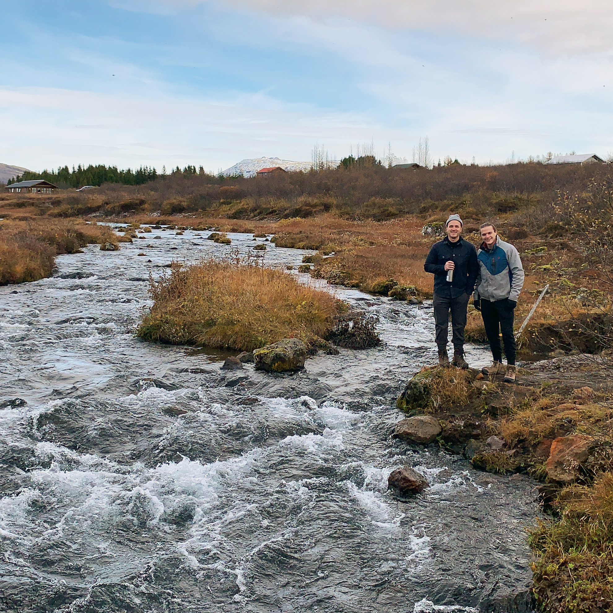 icelandic horses