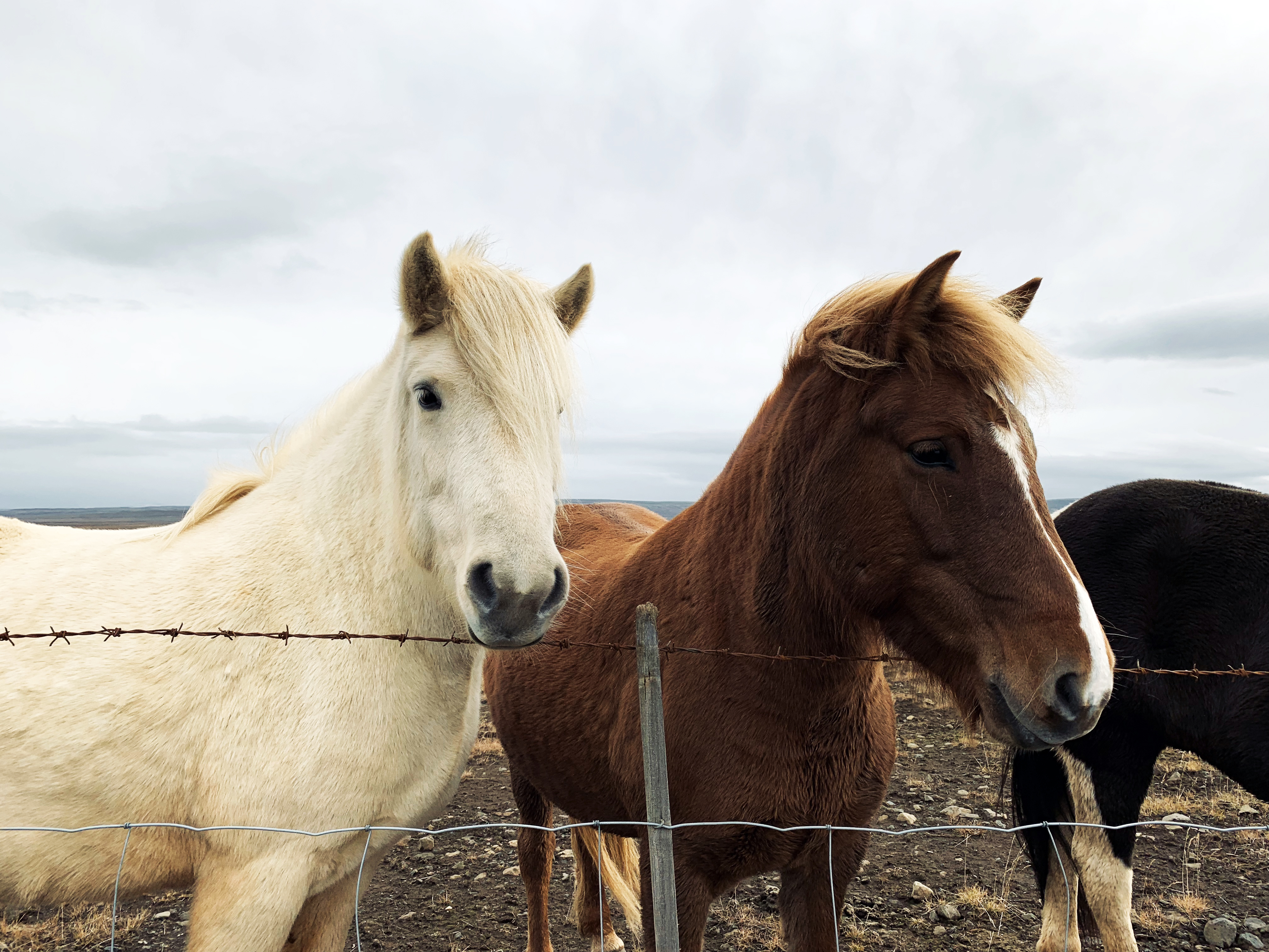 icelandic horses